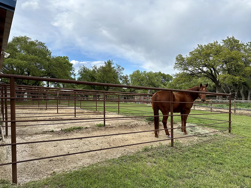 Un caballo alazán de pie en un potrero cercado detrás del establo de Blue Moon Farm bajo un cielo nublado.