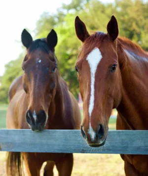 Dos caballos oscuros detrás de una cerca bajo los árboles.